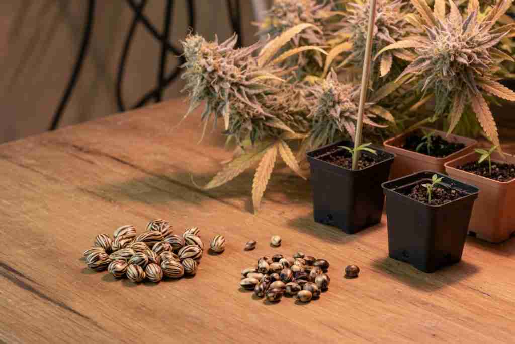 Cannabis seeds and potted plants on a wooden grow table