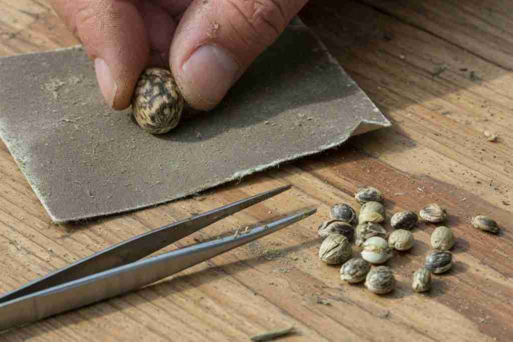 Gently scarifying a cannabis seed on fine sandpaper