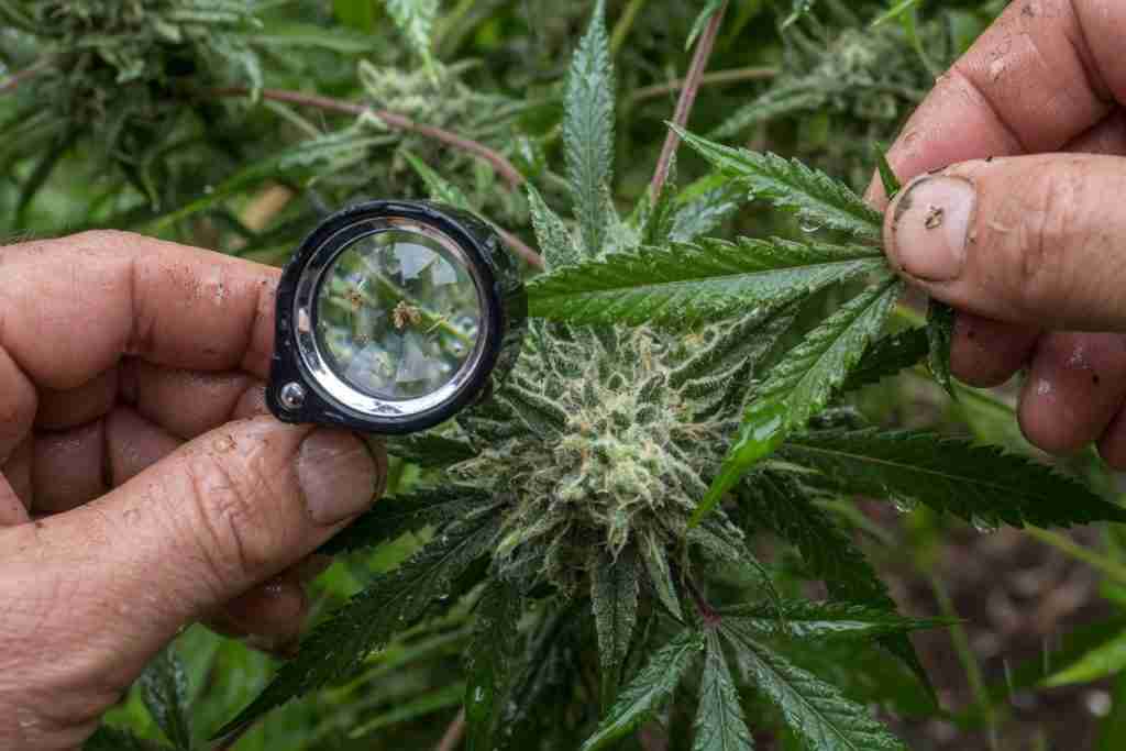 Grower inspecting outdoor cannabis buds with a loupe after rain
