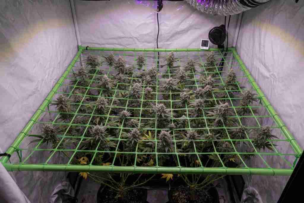 SCROG net holding a level flowering cannabis canopy in a grow tent