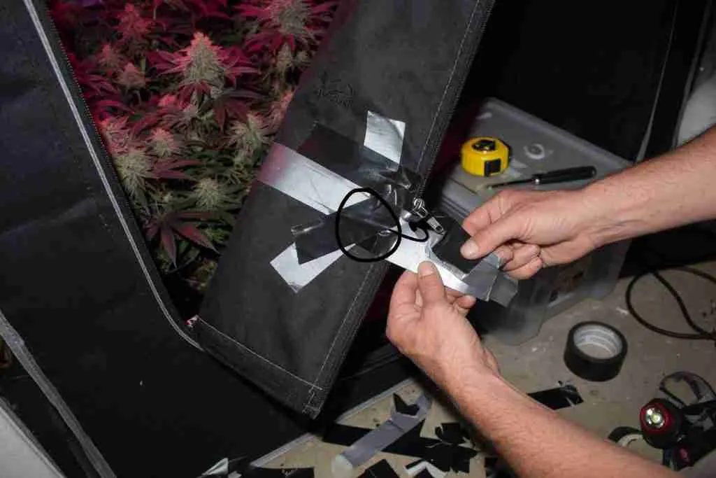 Grower sealing a grow tent zipper to stop flowering light leaks