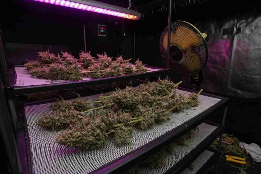 Seeded cannabis branches drying on a mesh rack in a grow tent