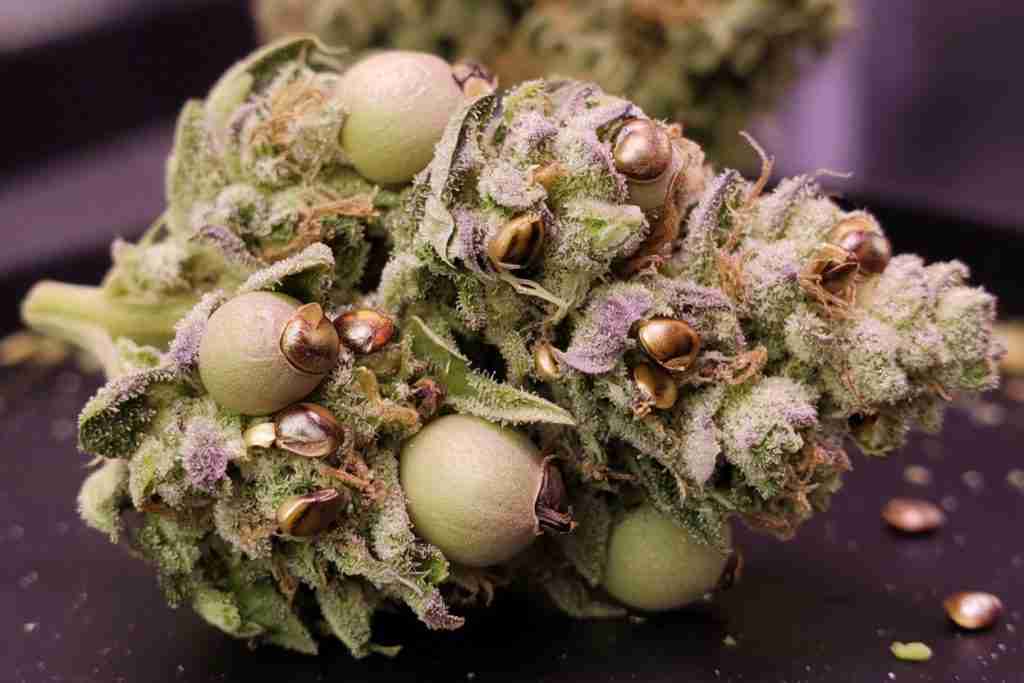 Flowering cannabis bud swollen with accidental seeds after pollination