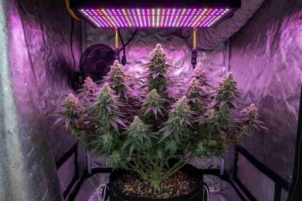 Short bushy flowering cannabis plant filling an indoor grow tent