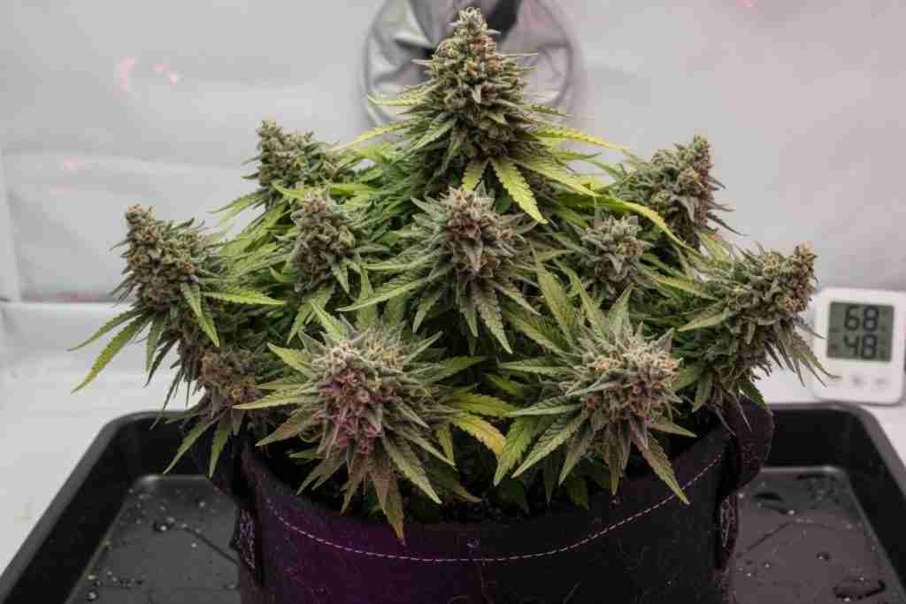 Short bushy indica-leaning cannabis plant in late flower
