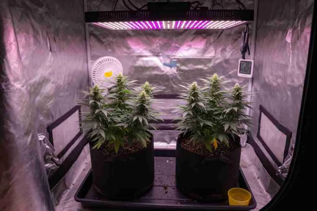 Two short bushy indoor cannabis plants with tight internodes under an LED