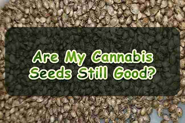 Are My Cannabis Seeds Still Good?