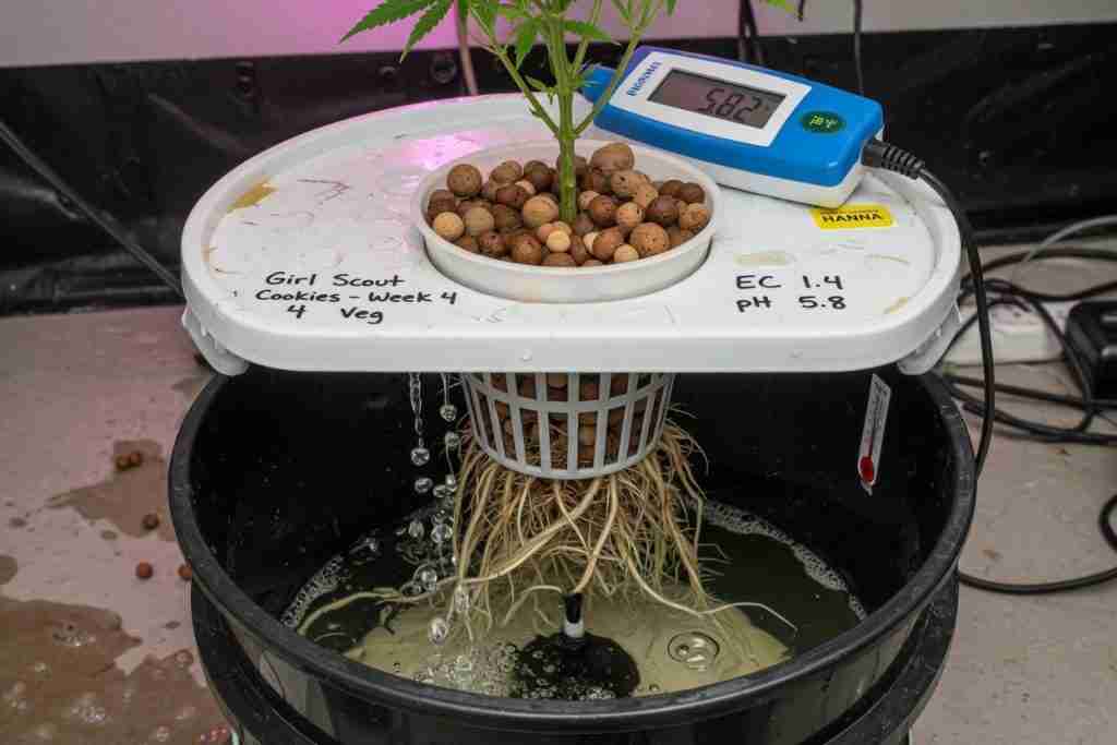 Small LED grow light hanging above a cannabis plant in a red party cup inside a tent
