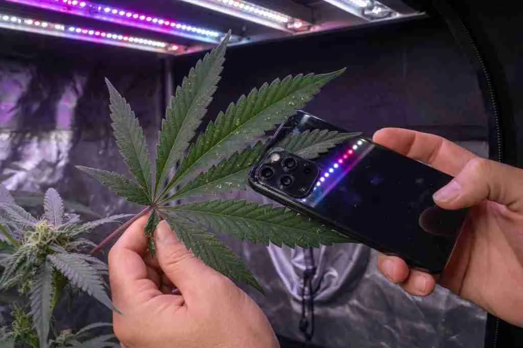 Grower photographing a cannabis fan leaf with a smartphone for pest scouting