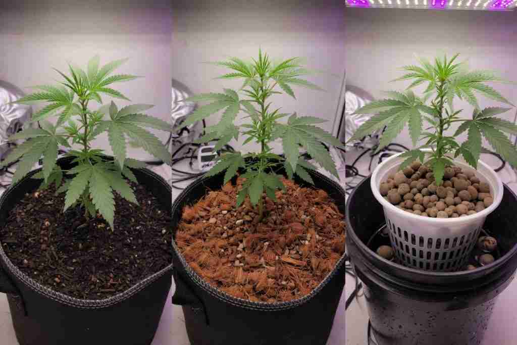Three vegetative cannabis plants in soil, coco coir, and clay-pebble hydro