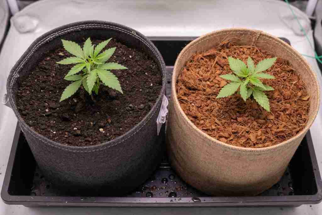 Soil and coco coir fabric pots with young cannabis plants side by side