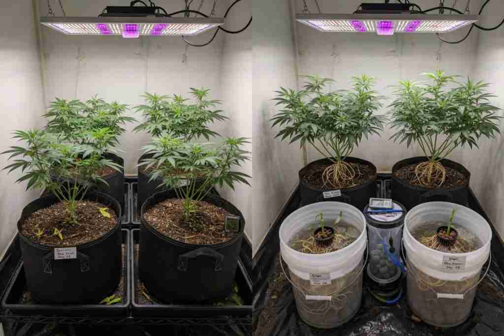 Side-by-side soil fabric pots versus DWC buckets of cannabis plants under the same LED