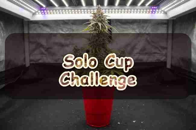 Solo Cup Challenge