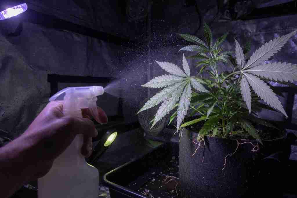 Spray bottle misting vegetative cannabis leaves in a grow tent to knock down spider mites