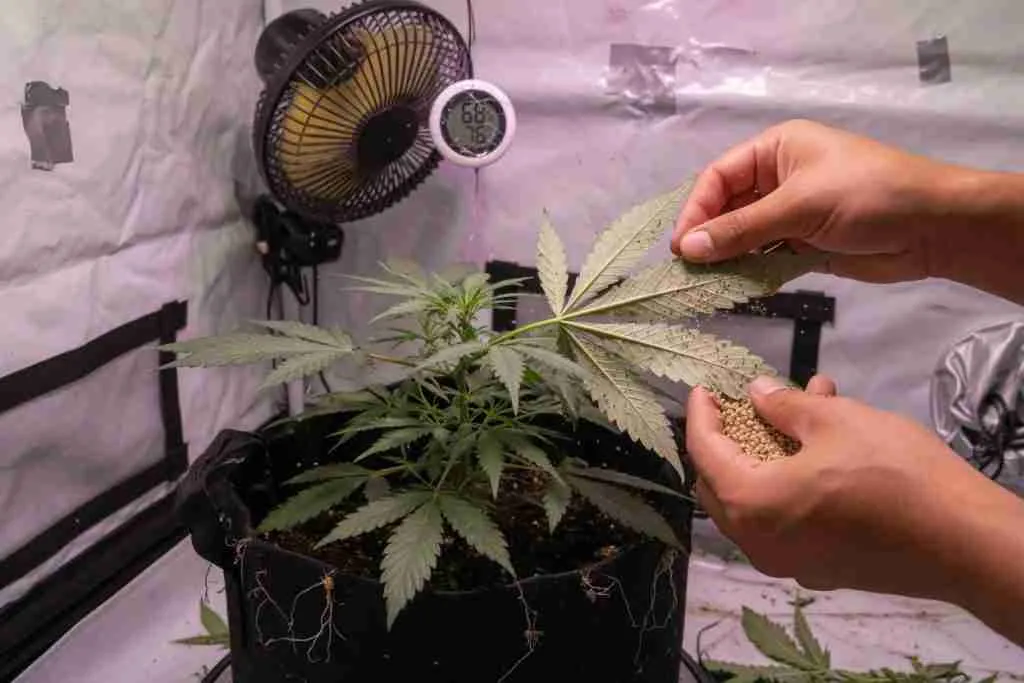 Hands sprinkling predatory mite carrier onto the underside of a cannabis leaf in a grow tent