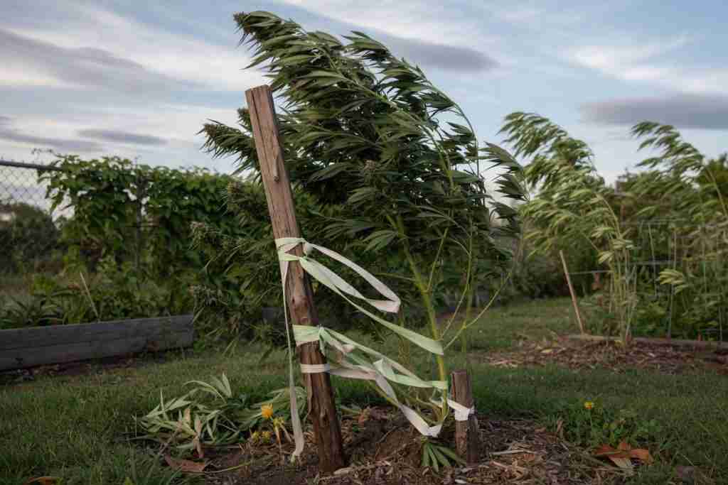 Outdoor cannabis plant staked against wind with a wooden post and soft ties