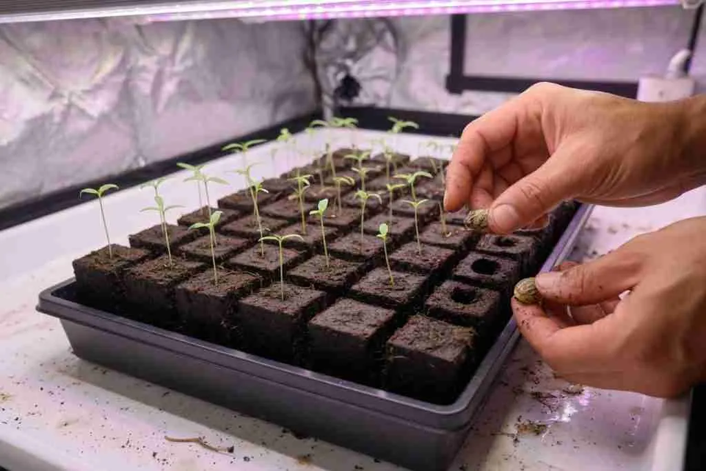Starting extra cannabis seeds in cubes so extras can be chosen later