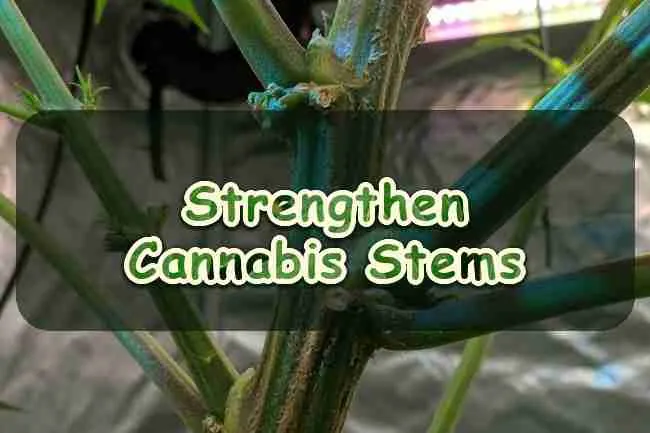 Strengthen Cannabis Stems