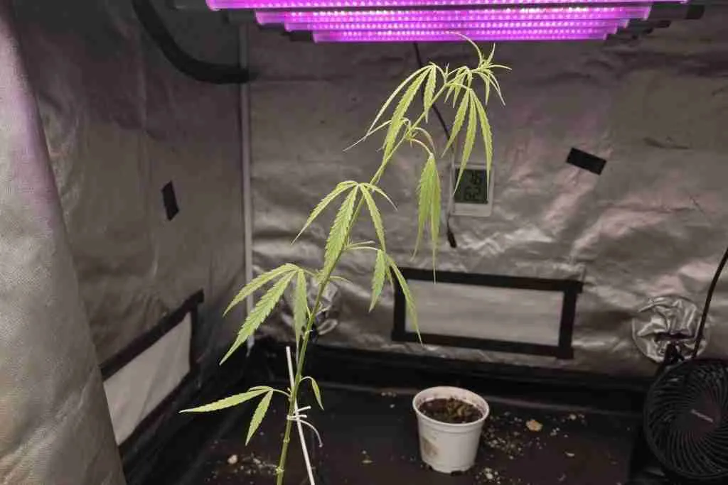Stretched lanky cannabis seedling reaching toward a grow light that is too far away