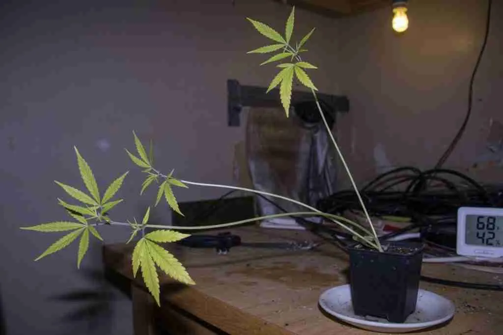 Stretched pale cannabis seedling reaching for a weak distant bulb