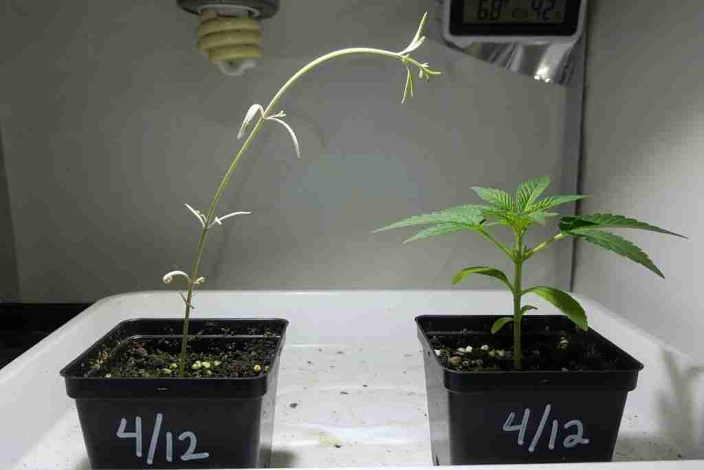 Stretched pale cannabis seedling beside a short stocky healthy seedling