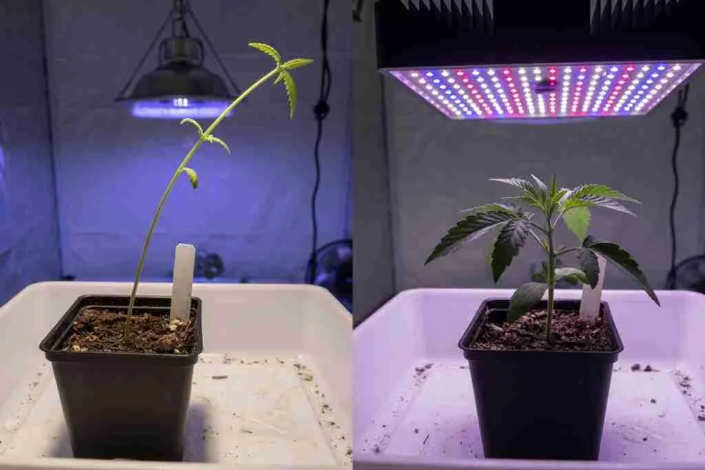 Stretched tall cannabis seedling beside a short stocky seedling under a closer LED