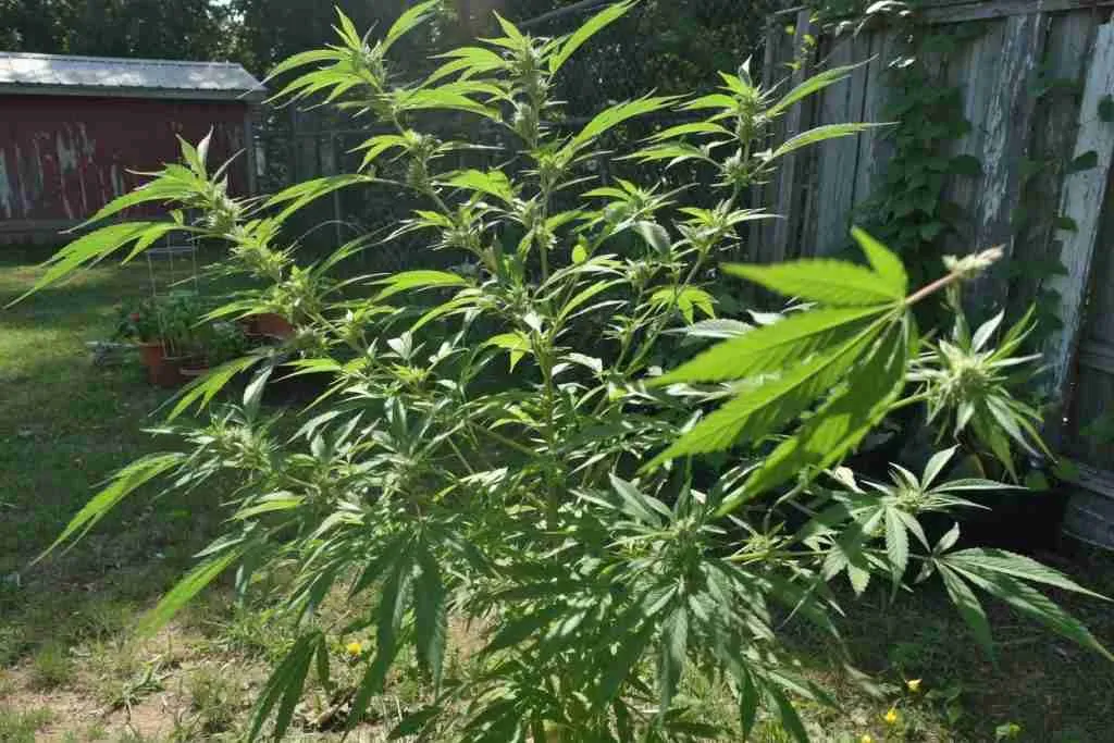 Sunny outdoor cannabis plants spaced in a backyard garden with open airflow