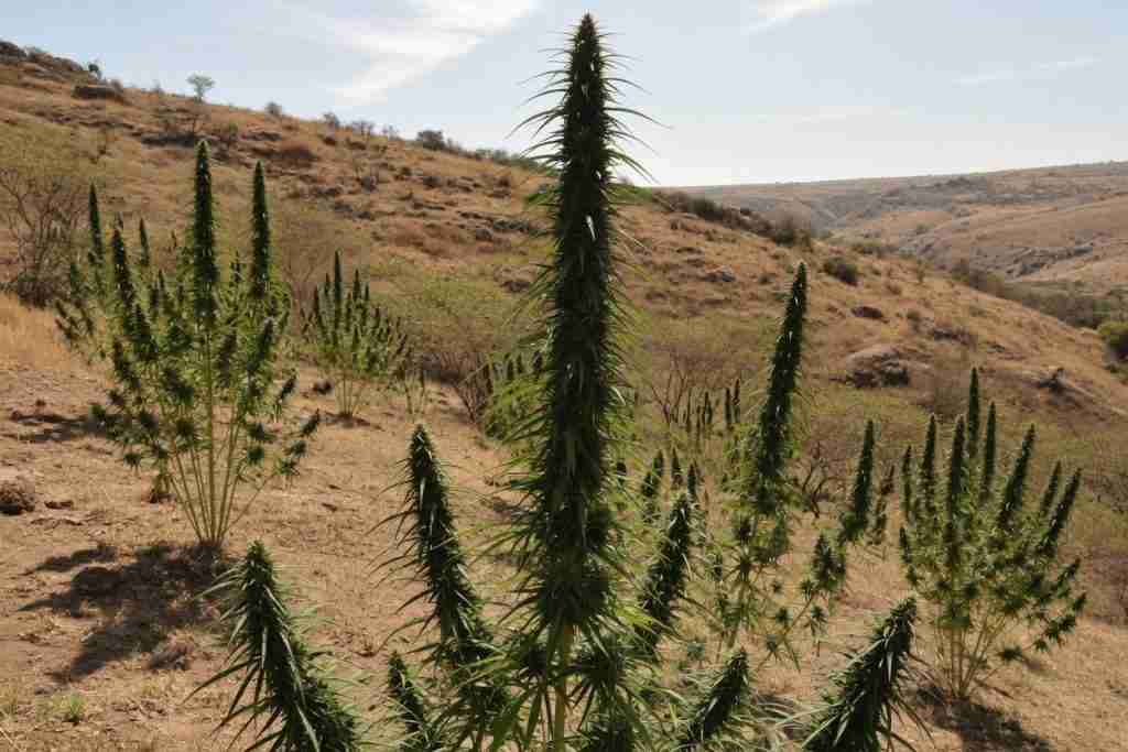 Tall spear-cola cannabis plants on a dry sunny hillside