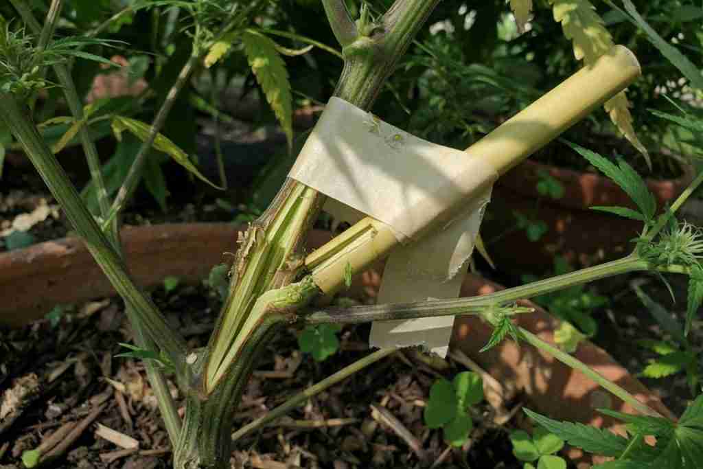 Cracked cannabis branch splinted with bamboo and wrapped with grafting tape