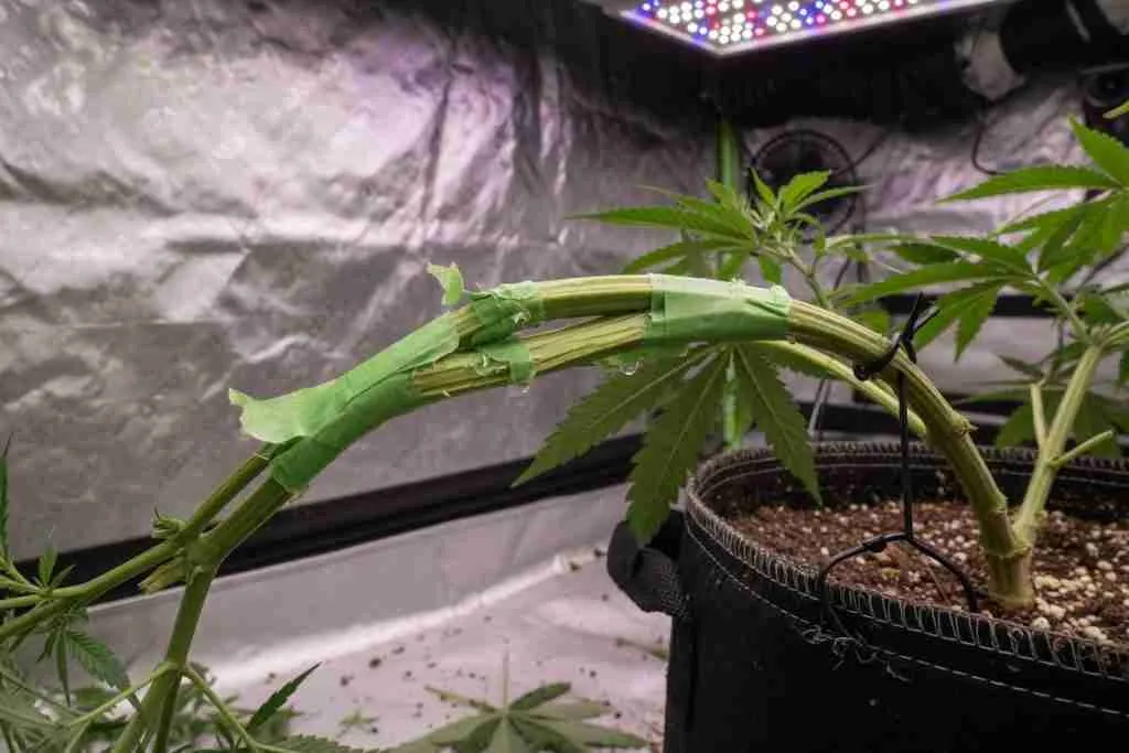 Split cannabis stem repaired with horticultural tape after a hard LST bend