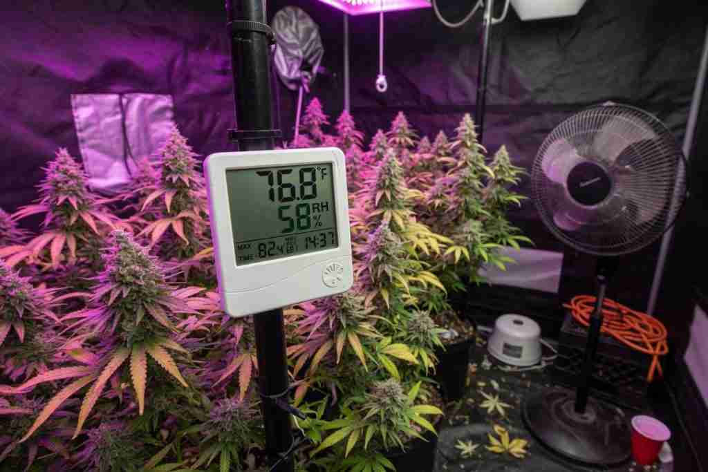 Thermometer hygrometer in a flowering cannabis tent with a fan for airflow