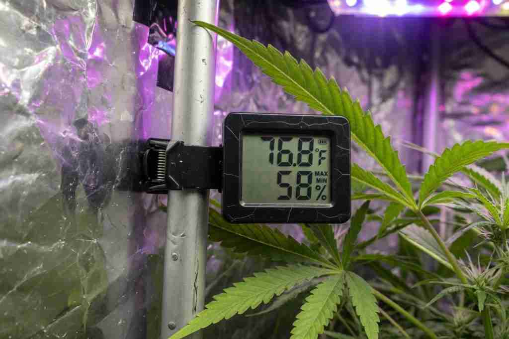 Digital thermometer hygrometer clipped to a grow tent pole beside cannabis leaves