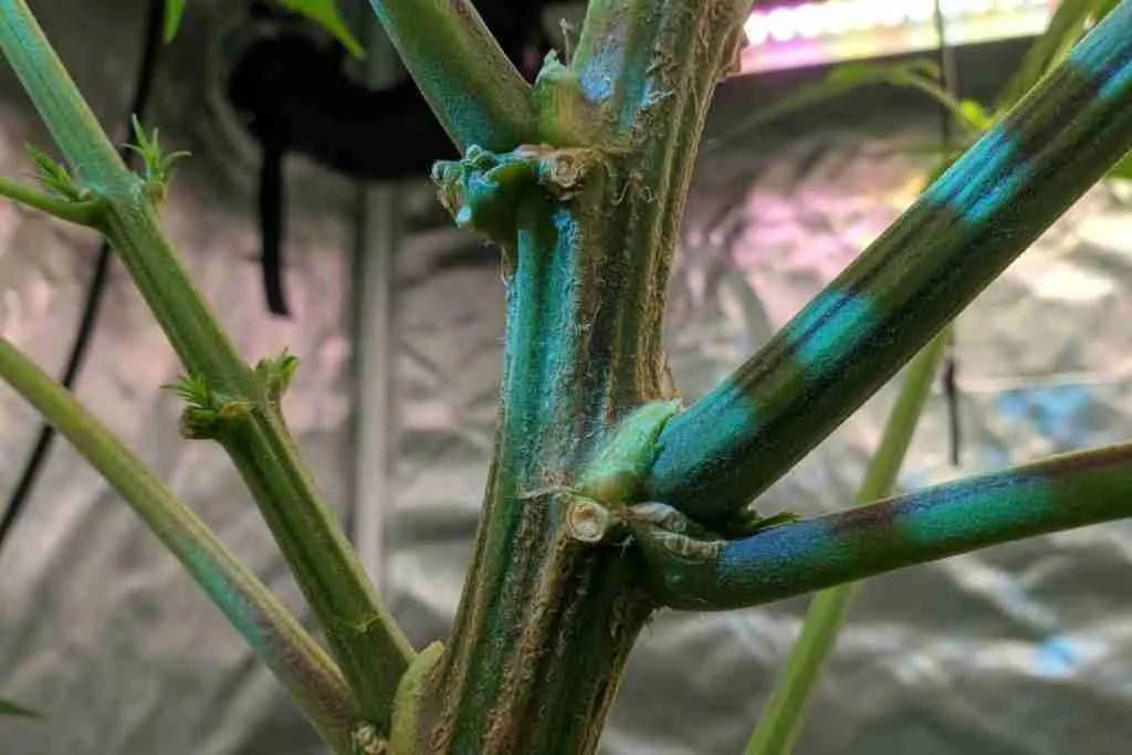 Thick cannabis main stem and branch junctions in vegetative growth