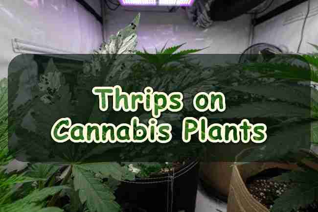 Thrips on Cannabis Plants