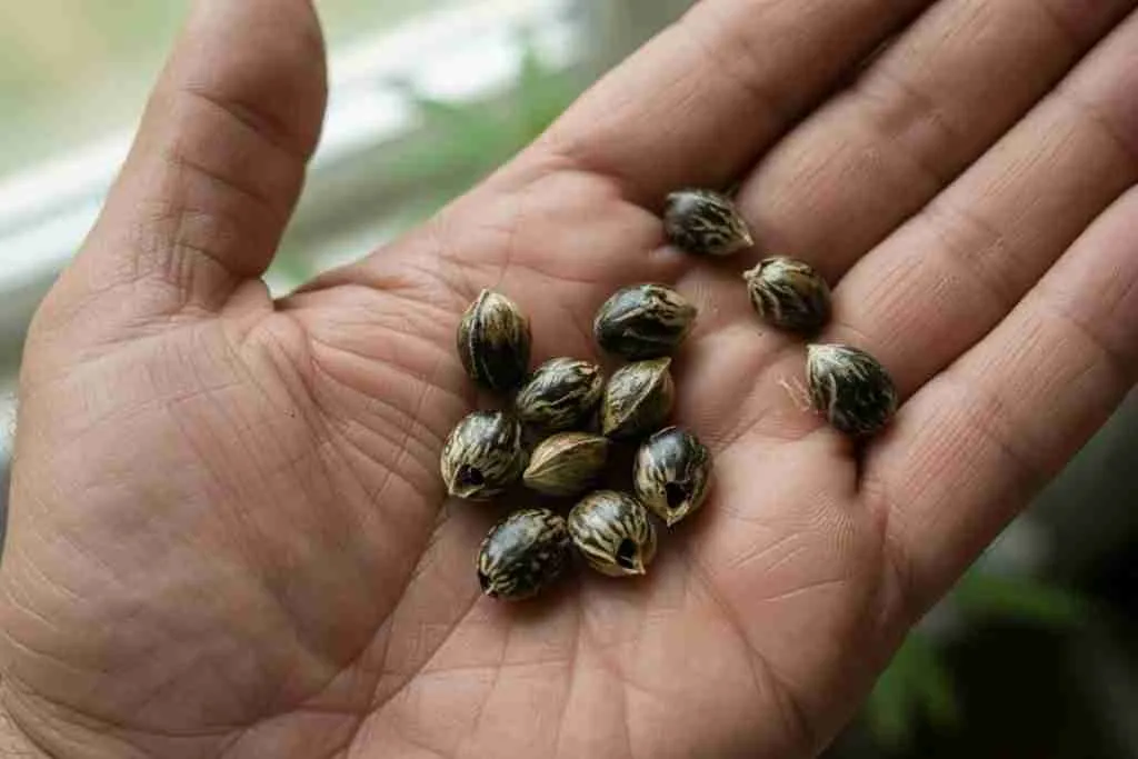 Mature tiger-stripe cannabis seeds held in an open palm