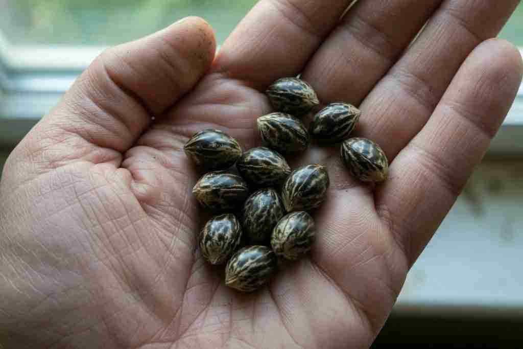 Mature tiger-stripe cannabis seeds held in an open palm