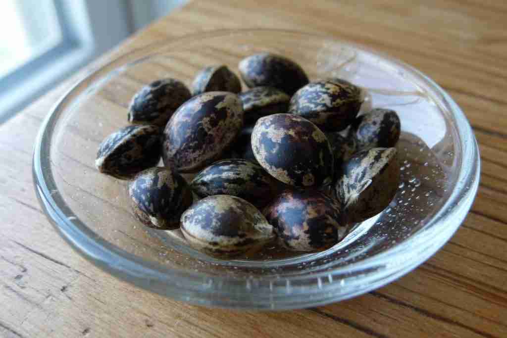 Close-up of mature tiger-striped cannabis seeds in a glass dish