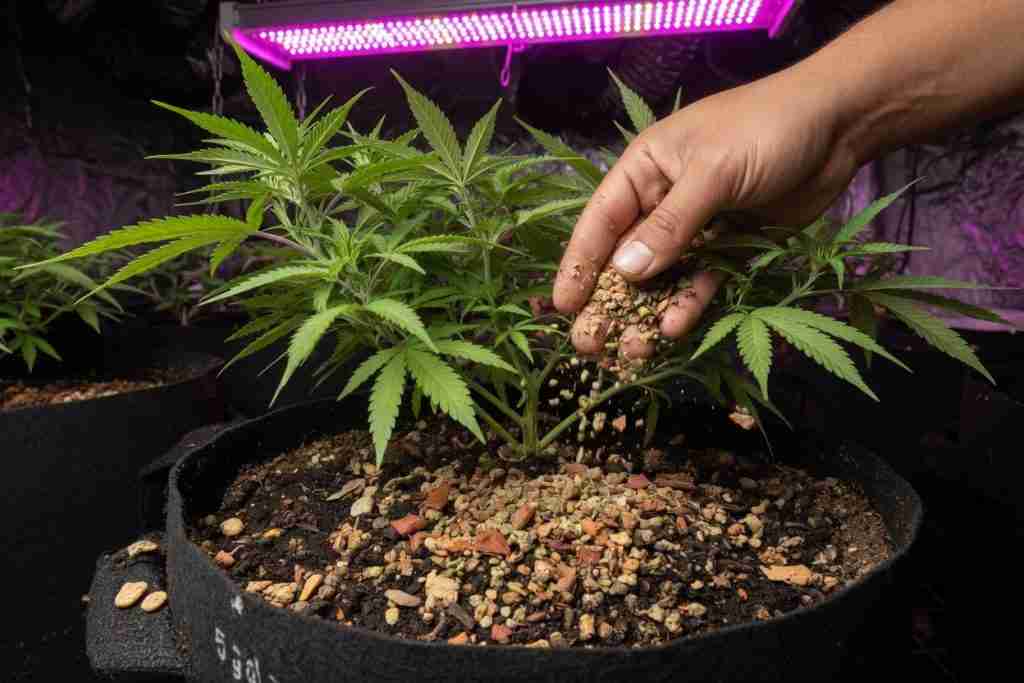 Grower top-dressing a vegetative cannabis plant with dry organic fertilizer amendments