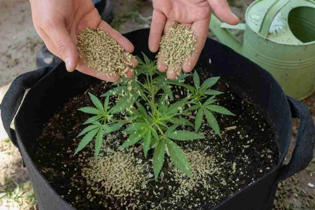 Hands sprinkling alfalfa pellets as a top dressing on a cannabis fabric pot