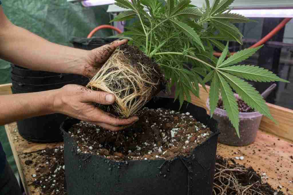 Transplanting a cannabis root ball into a larger fabric pot