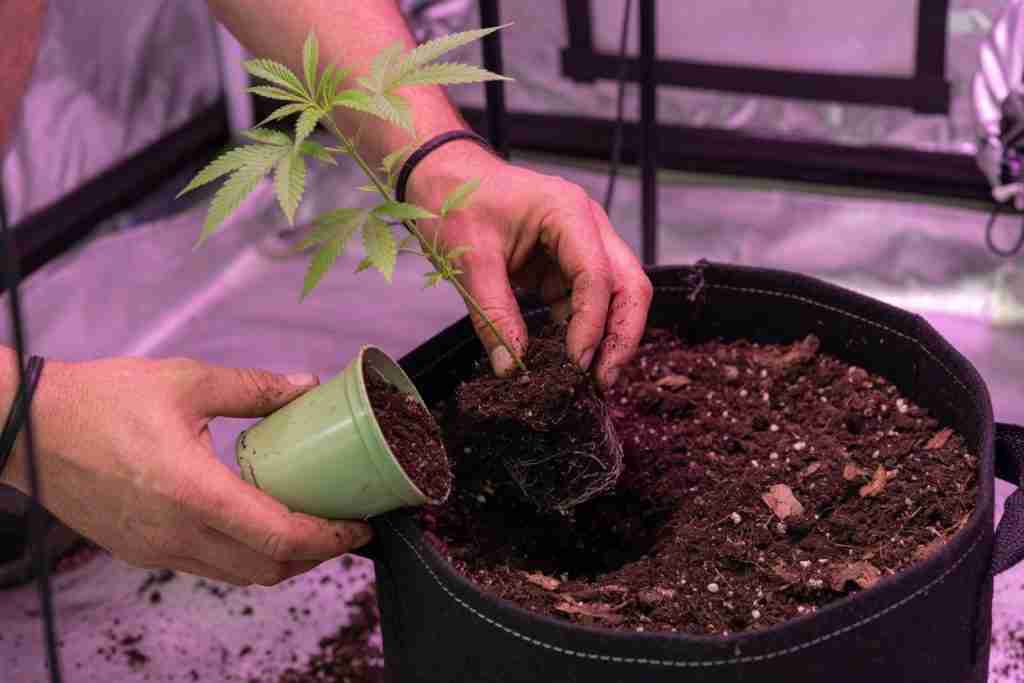 Grower transplanting a cannabis seedling into a fabric pot of living soil