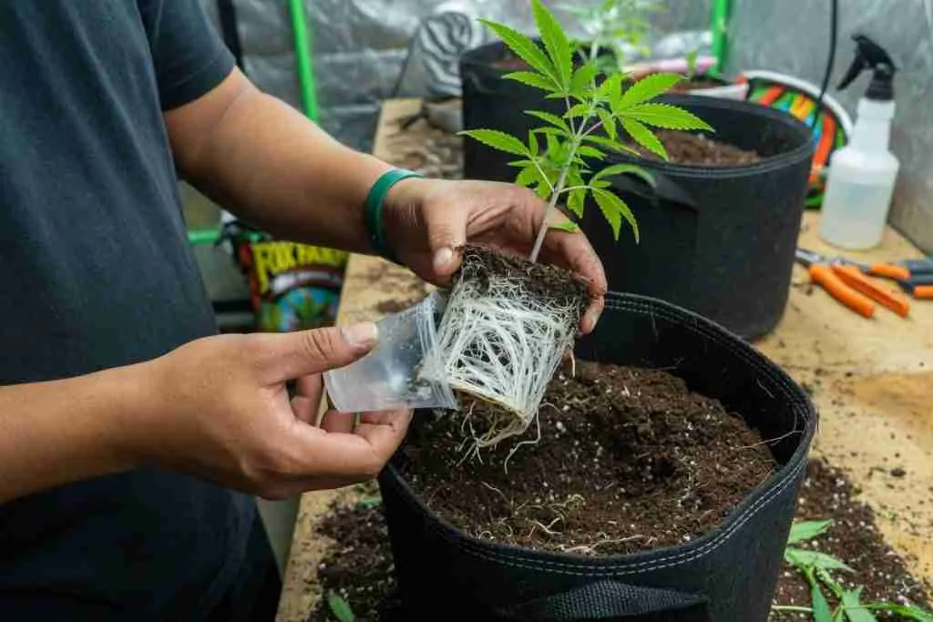 Transplanting a cannabis seedling and its white root ball into a larger pot