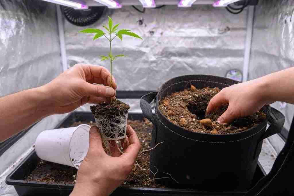 Transplanting a cannabis seedling with a white root ball into a larger fabric pot