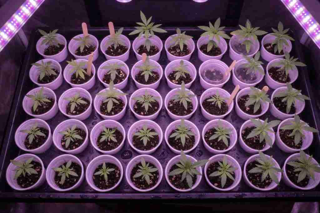 Tray of many young cannabis seedlings in cups under LED for selection