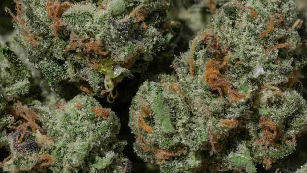 Macro close-up of resinous cannabis buds covered in trichomes