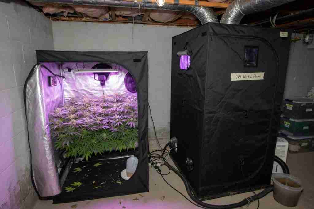 Two cannabis grow tents in a basement, one open in flower and one closed 4x4