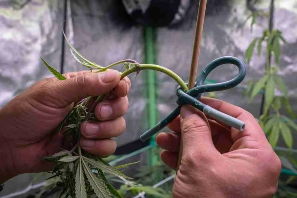 Grower looping a soft coated tie around a cannabis stem during LST
