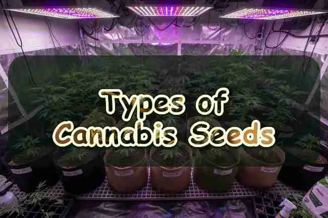 Types of Cannabis Seeds