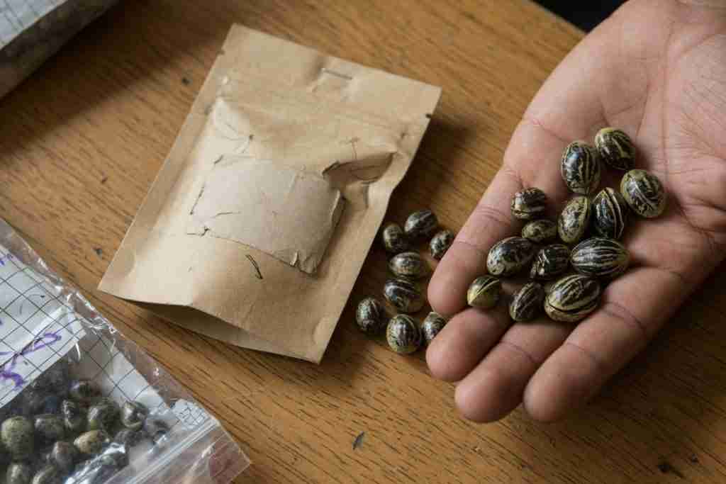 Cannabis seeds in a grower's palm next to paper packs and a bag of mixed beans on a wooden table