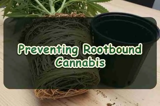 Preventing Rootbound Cannabis